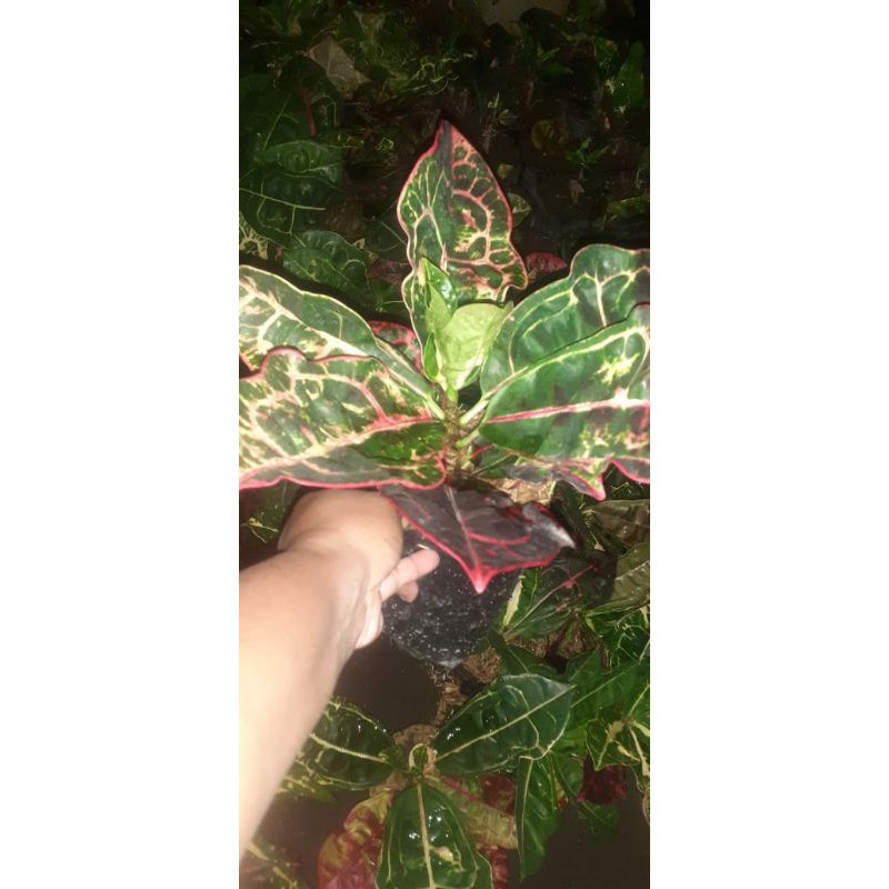 Bunga puring kura-kura merah