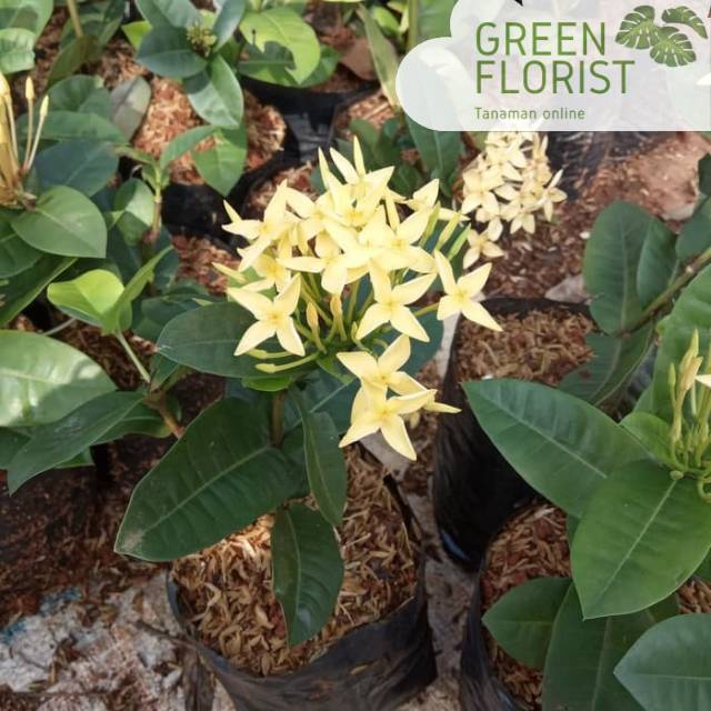 Tanaman asoka bunga kuning / tanaman soka bunga kuning / pohon asoka bunga kuning - asoka kuning