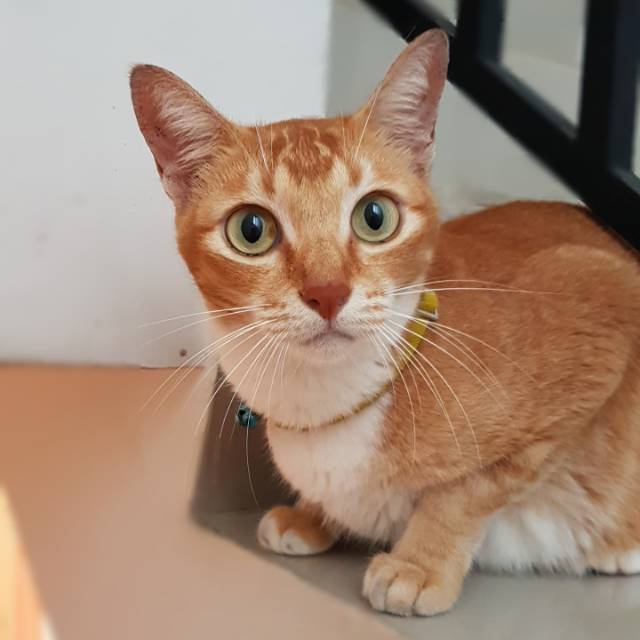 cikpus