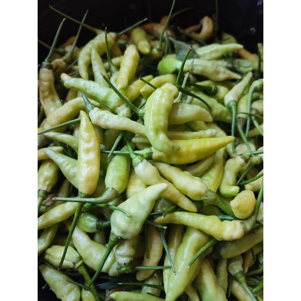 

Cabai rawit super 500gr