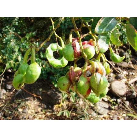 Bibit Tanaman Buah Asam Kranji Velvet Tamarind