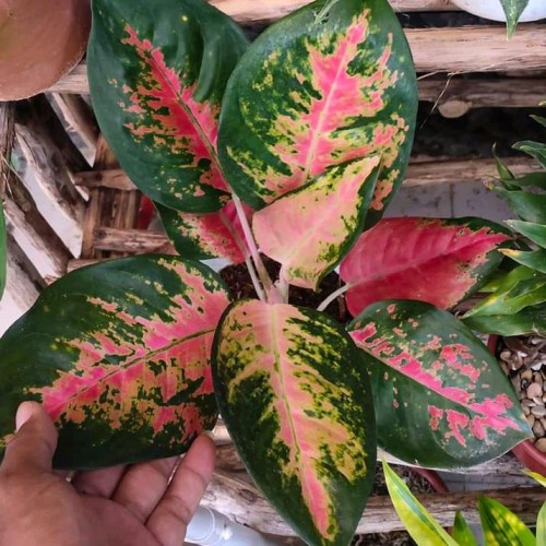 AGLONEMA RED KOCHIN TANAMAN RED KOCHIN MURAH TERAWAT HASIL TANIAN SENDIRI