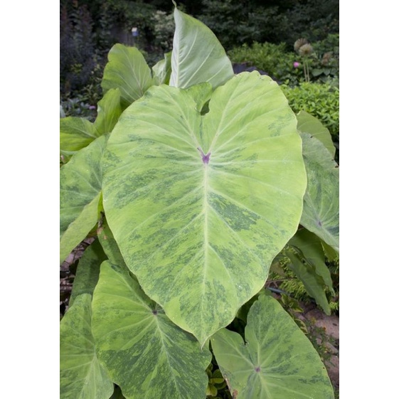 tanaman Colocasia lemon lime gecko