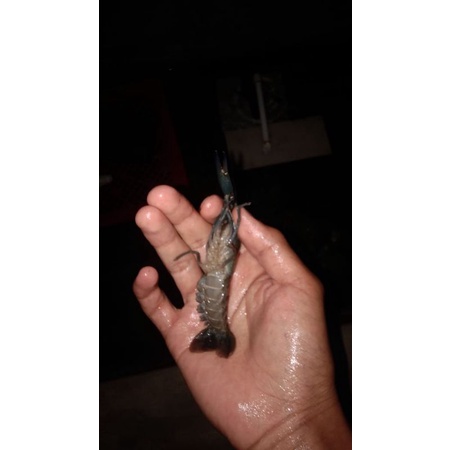 PAKET HEMAT CALON INDUKAN(LobsterAirTawar/10ekor)size 3inchi+1GendongTelur
