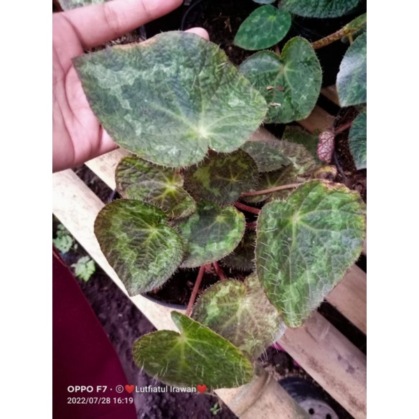 begonia sizemoreae rimbunan remaja