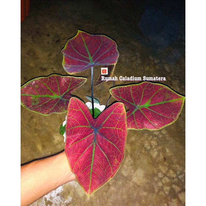 Caladium thailand Darkoranges Remaja,Caladium hybrid,Caladium Langka