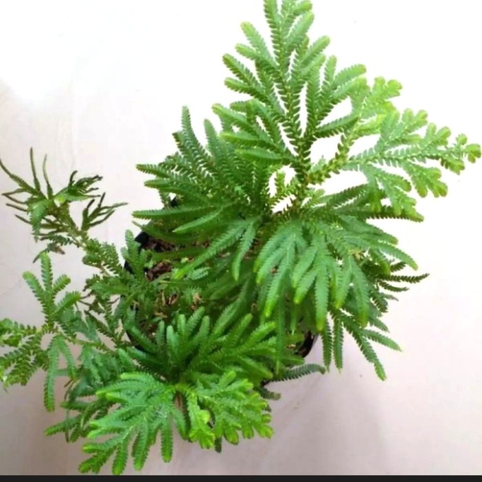 Tanaman hias ceker ayam