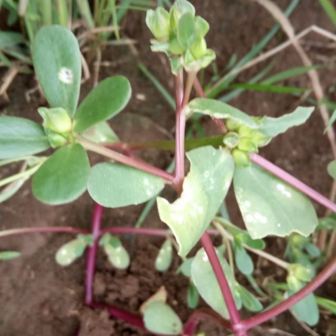 

Daun krokot segar petik langsung 500 gram