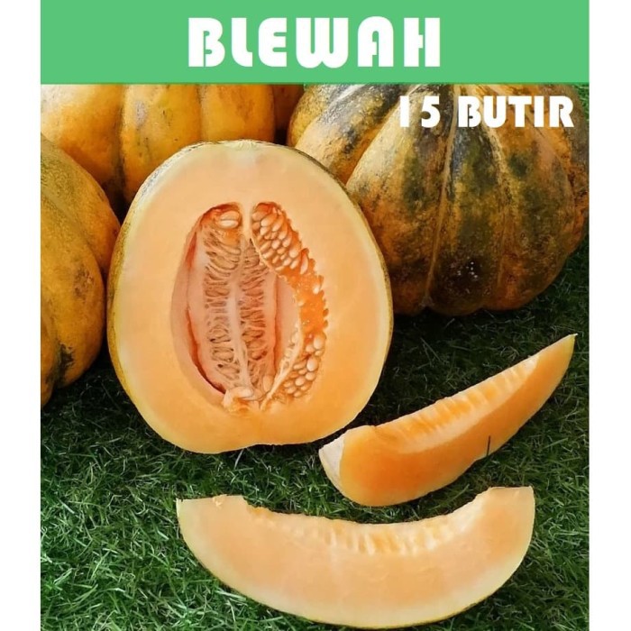 Bibit Benih Biji Blewah melon cantaloupe