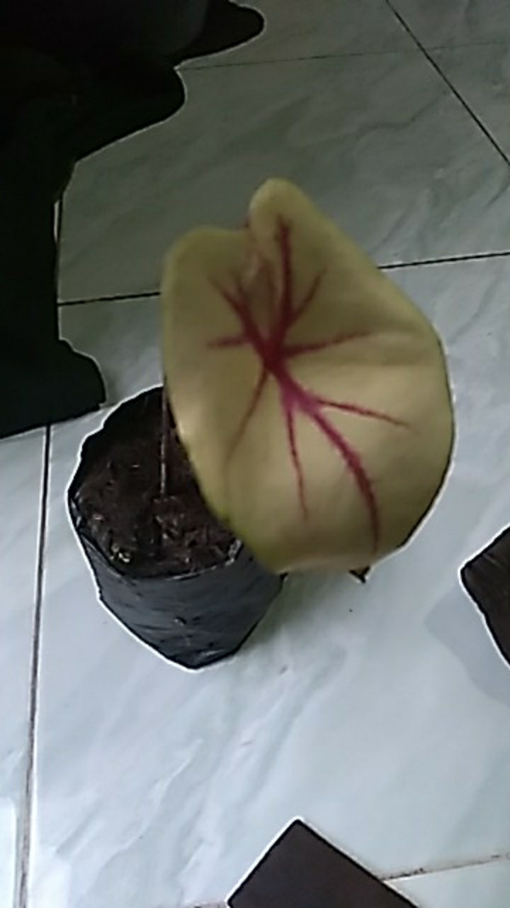 Keladi Joker / Keladi Hias Murah