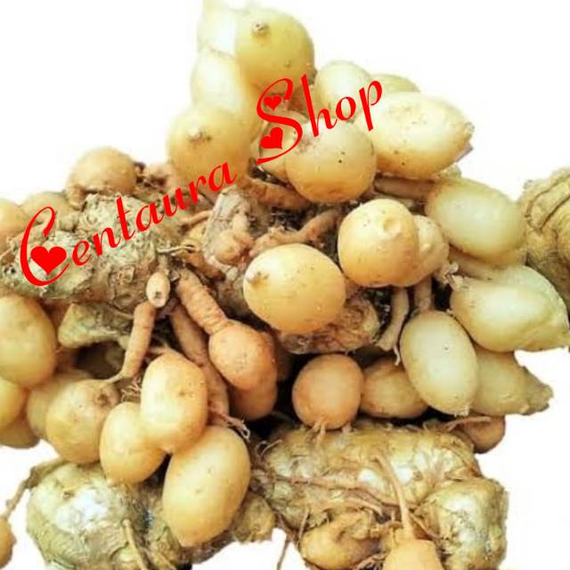 

Kunci Pepet Segar Herbal Kwalitas Unggul 250gr