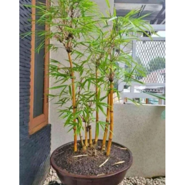 BAMBU KUNING, BAMBU HIAS, BIBIT BAMBU KUNING