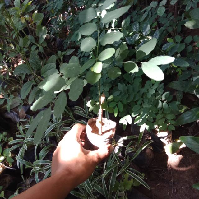 

Bibit daun katu