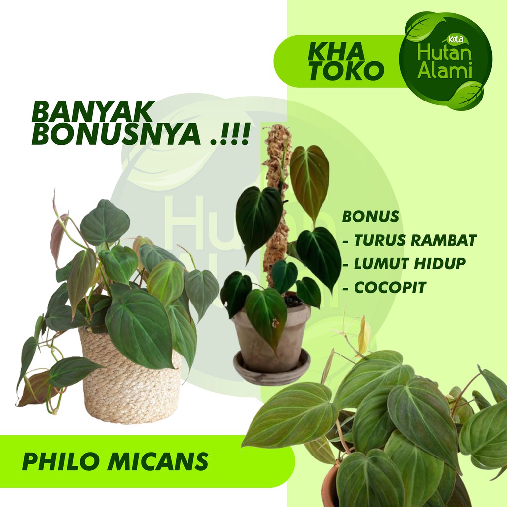 Sri Gading Philo Philodendron Melano Pink Princess Congo Mican Micans Bisa COD BRO..