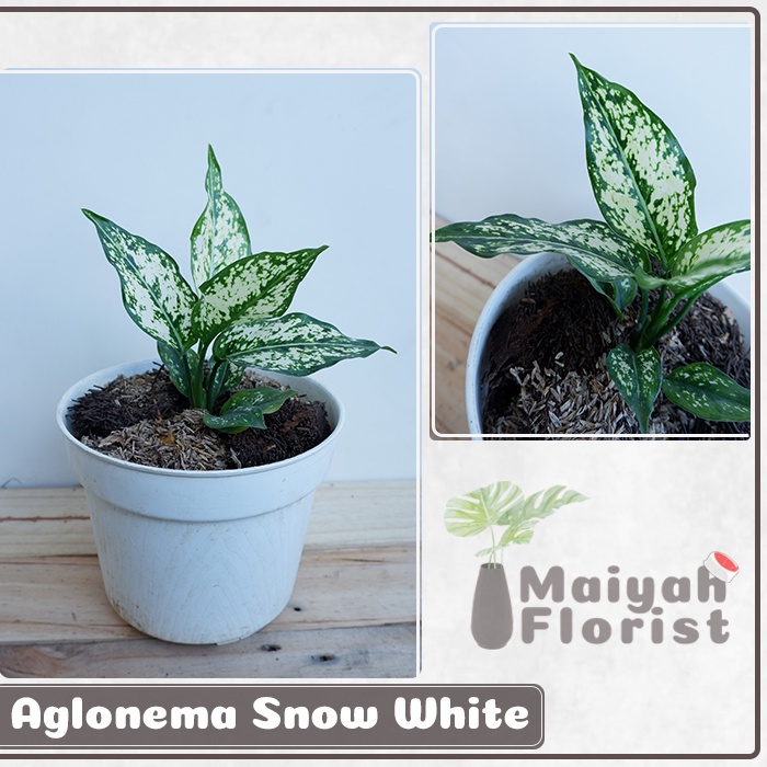 Aglonema Snow White - Tanaman Hias