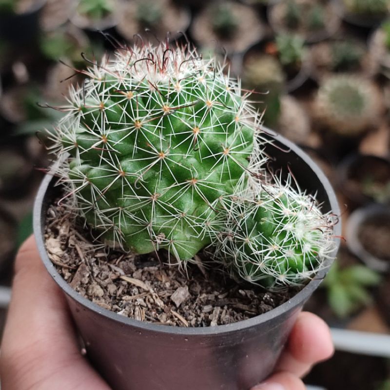 Mamillaria beneckei big/Kaktus ownroot murah