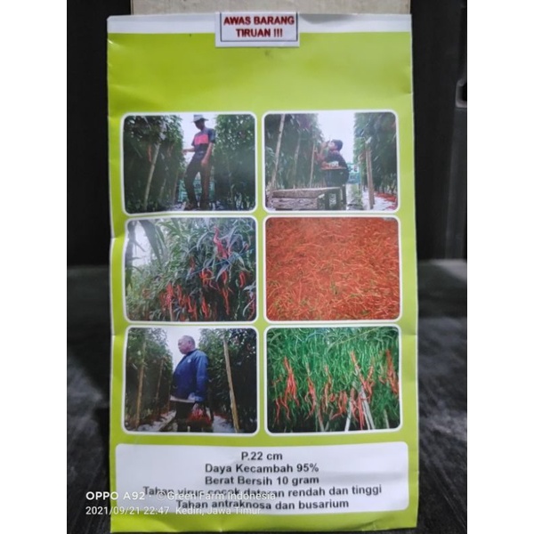 Cabe Awe Aceh Kemasan 10gr Original Cabe Aceh Tahan Virus Buah Lebat Murah Lebay