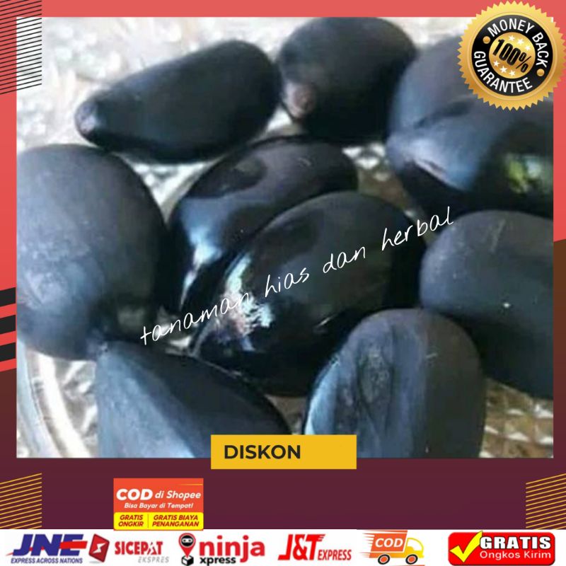 

Bibit Benih Biji Pohon Aren Kawung Siap Tanam Dan Semai Persatu Biji Tua