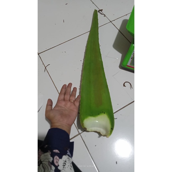

PELEPAH LIDAH BUAYA SUPER JUMBO BERAT 500 GR