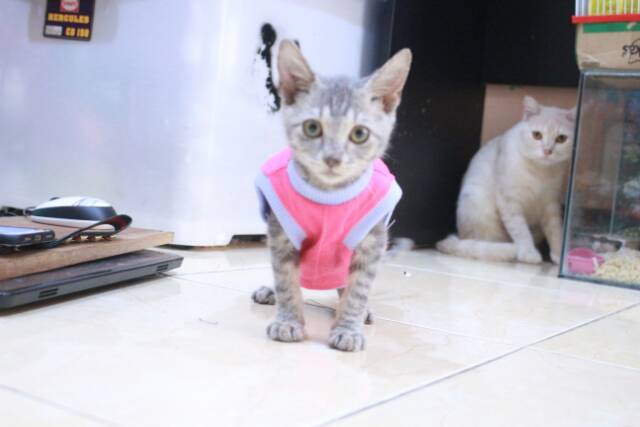 Kaos toska motif wortel lucu untuk kucing dan anjing lucu / baju kucing murah size S M L XL