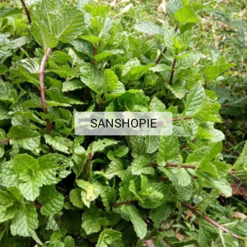 

Daun mint segar petik langsung 1 kg