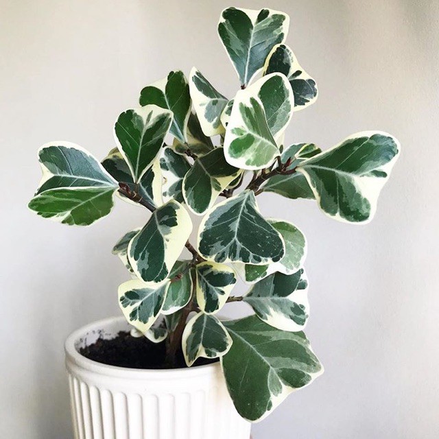 Tanaman Hias Ficus Triangularis