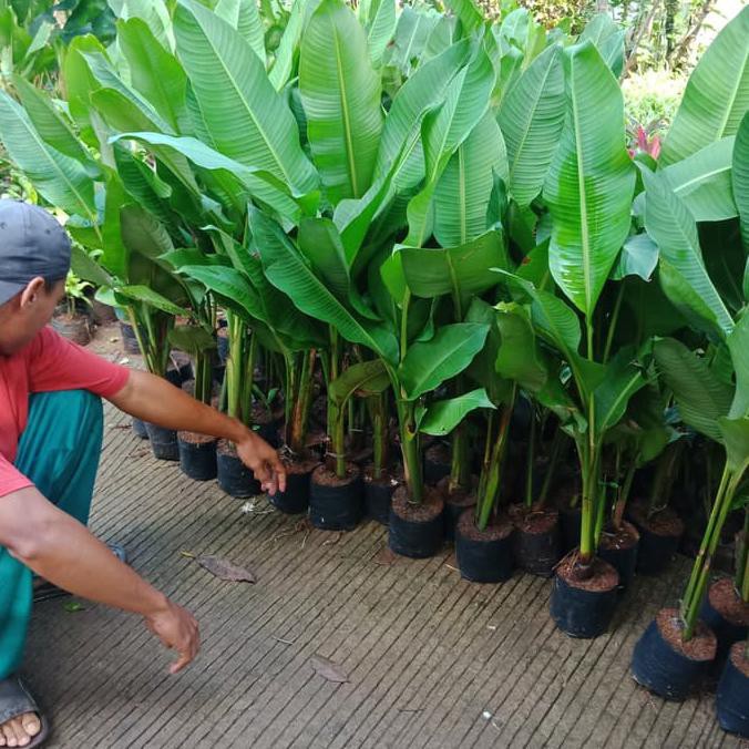 Tanaman Hias Pisang Karibay Shopee Indonesia