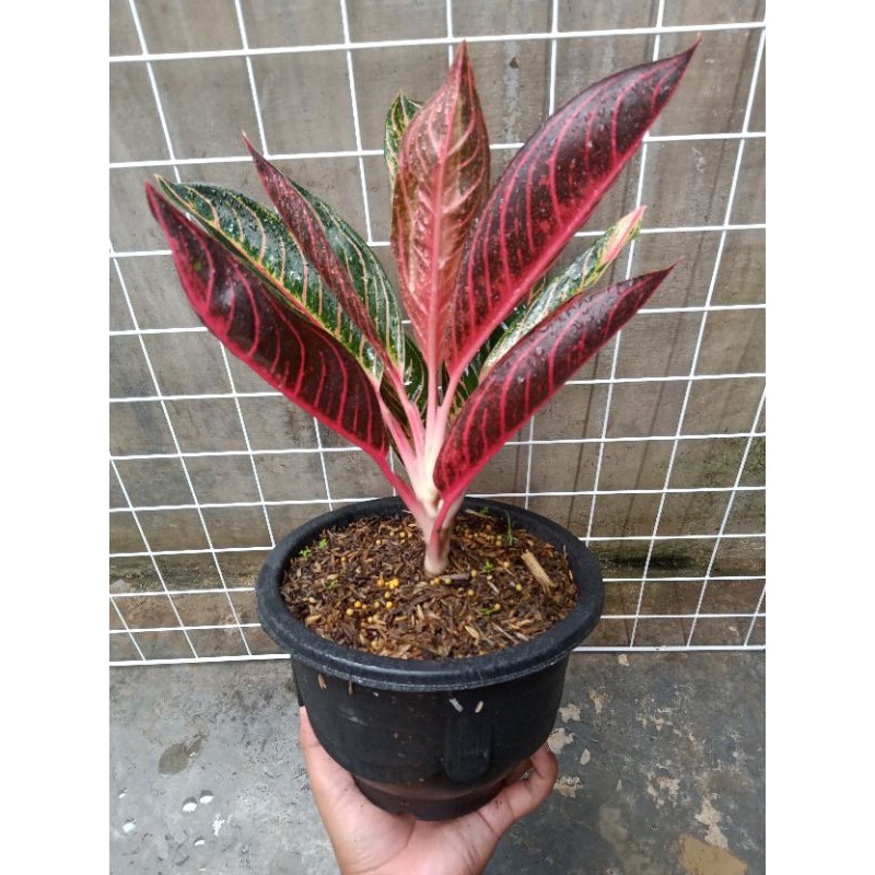 Aglonema Murah Red Sumatera/Pride of Sumatra Jumbo