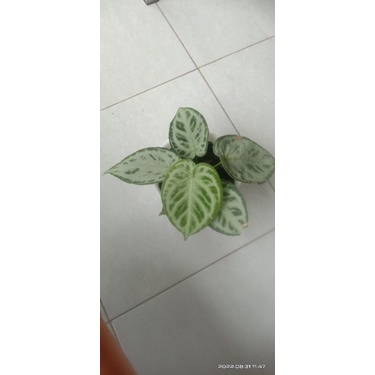 kuping gajah silver blush