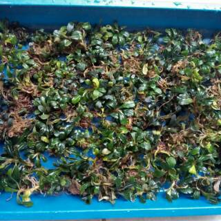 Buce Buce phalandra mini coin tanaman aquascape per nampan Buce Buce phalandra mini coin tanaman aquascape per nampan