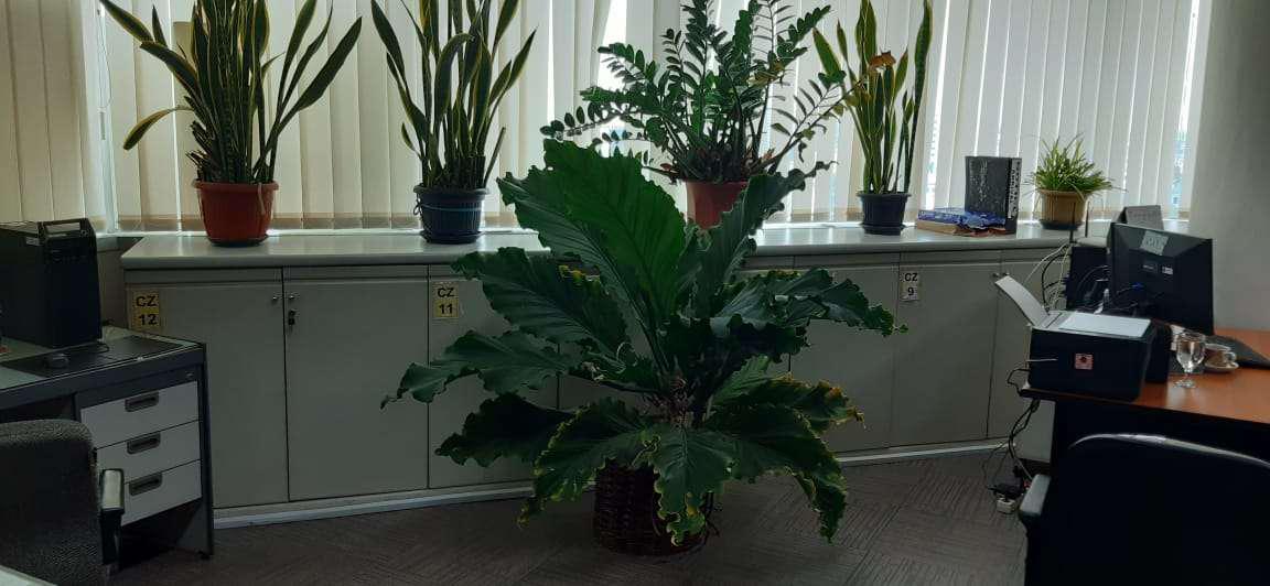 Ipu Sealent Foam - Sealant Foam Spray Ipu Ipufs