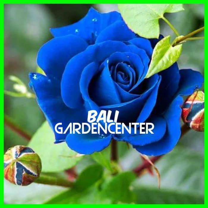 Terpopuler Benih Biji Bunga Mawar Biru Blue Rose Import Terpercaya