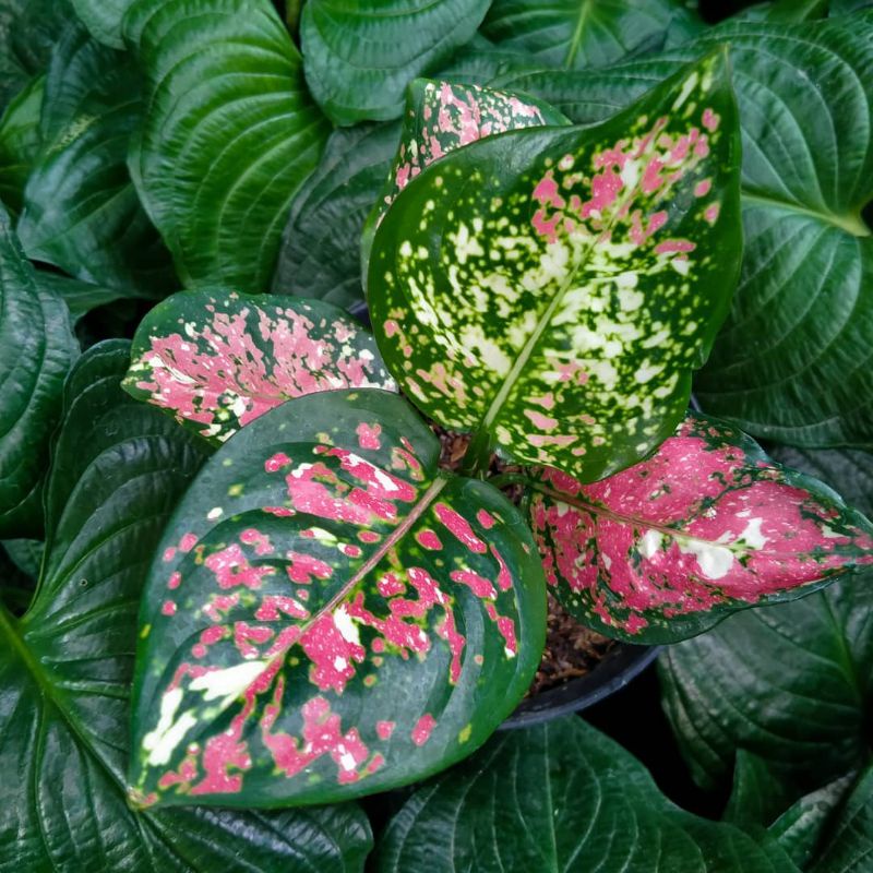 PROMO AGLONEMA BABY ANAKAN JENIS TRICOLOR