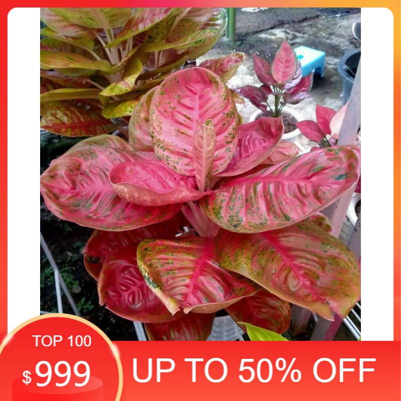 Bonggol aglonema Wulandari