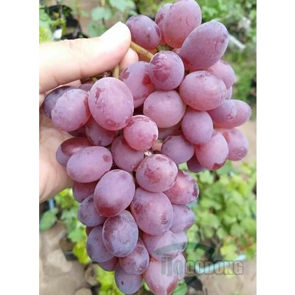 KWALITAS TERBAIK Bibit tanaman buah anggur import jupiter VIRAAAALL