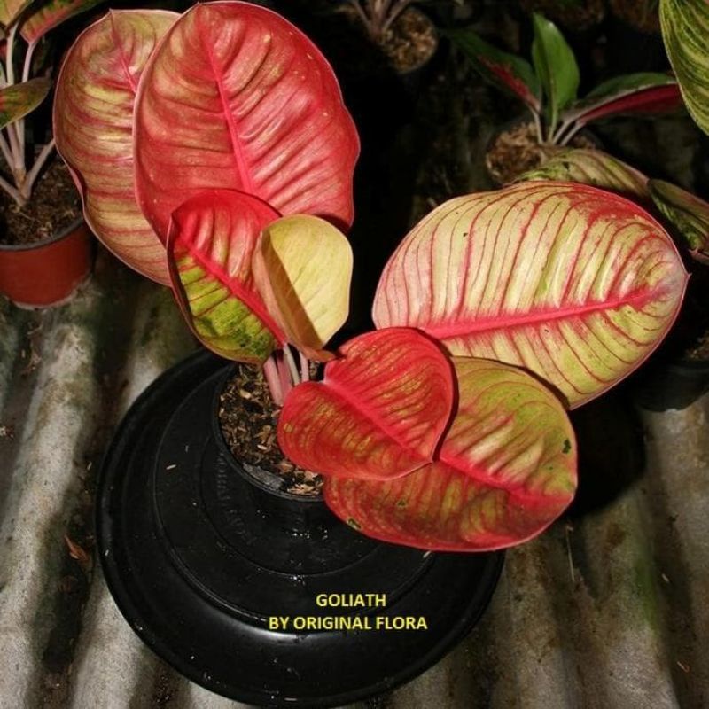 aglonema GOLIAT merah D3+