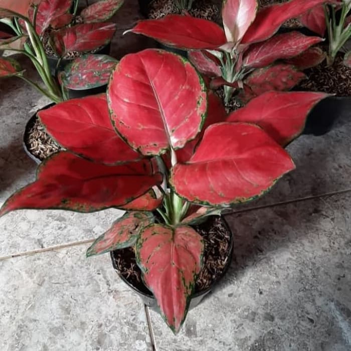 Tanaman Hias Aglonema Super Red Anjamani/Aglonema Red Anjamani