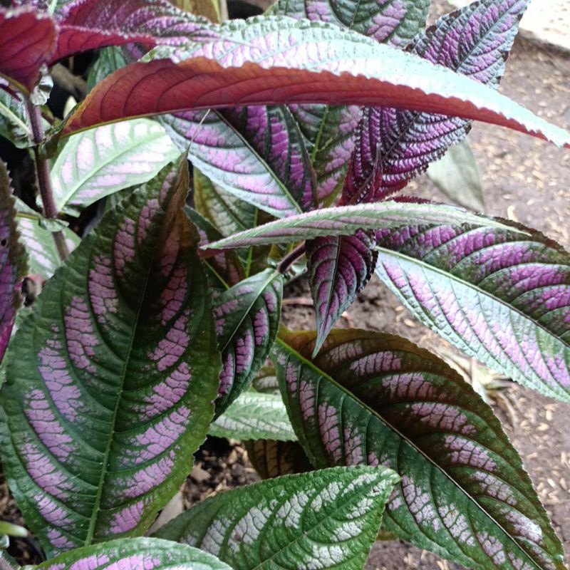 bunga persian