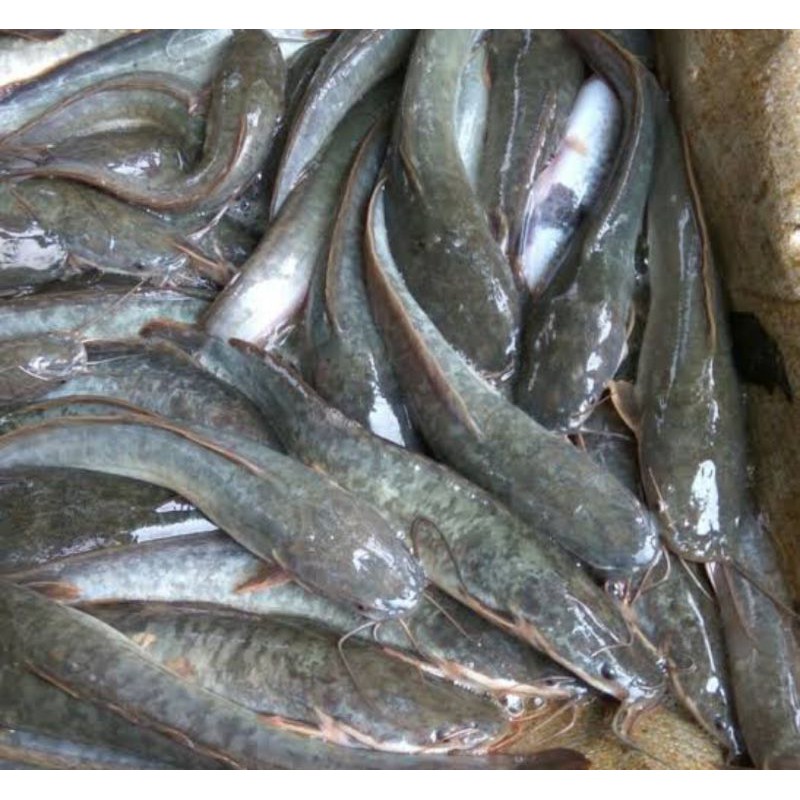 

Ikan Lele Fresh 500 gram