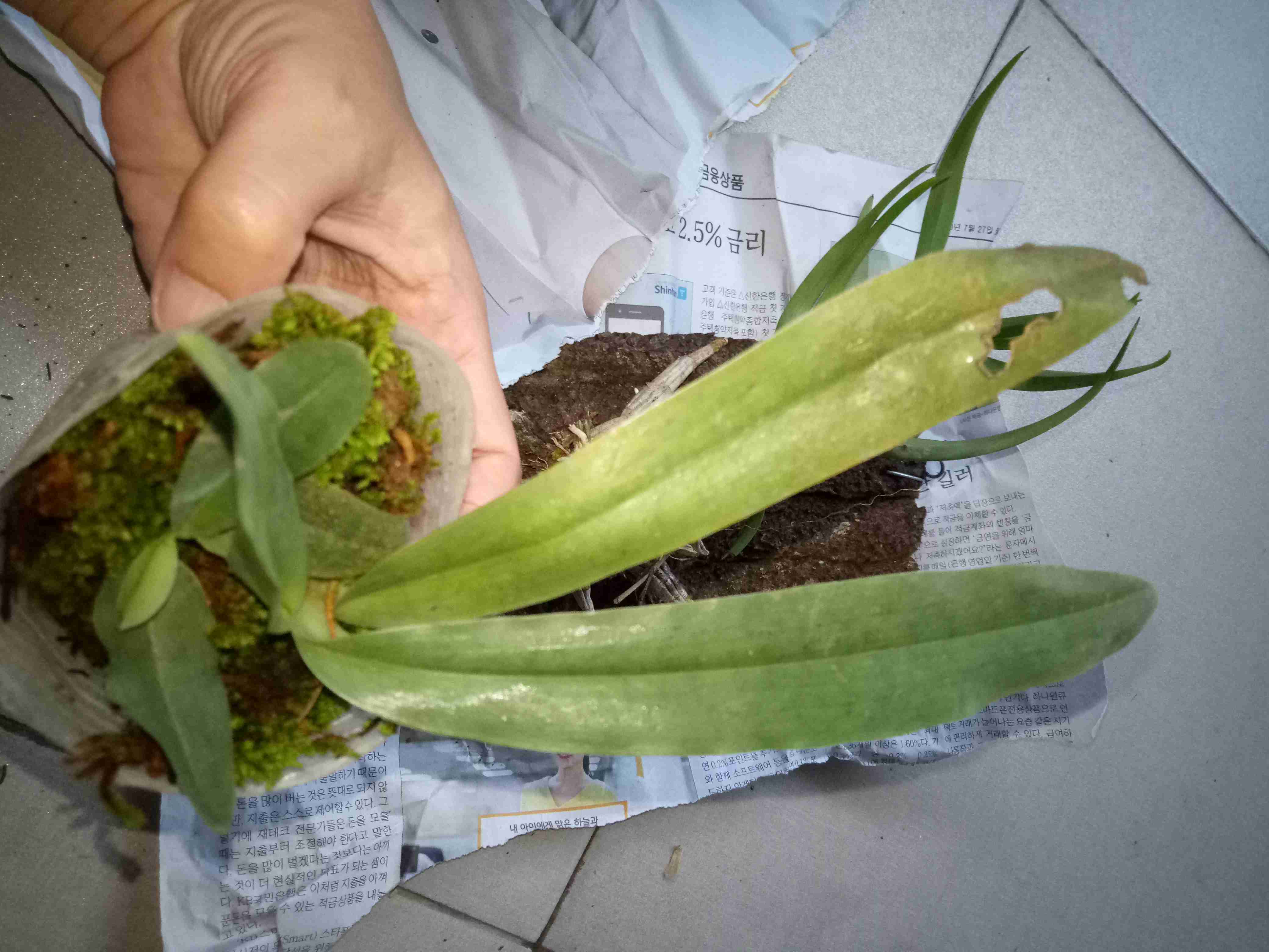 Papiopedillum Gloucophyllum