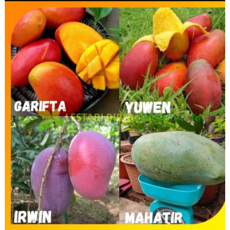 paket 4 bibit mangga ( garifta,Yuwen,irwin,Mahatir )