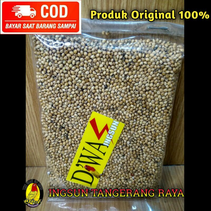 DWA POLOS INGSUN/PAKAN LOMBA LOVEBIRD BETINA