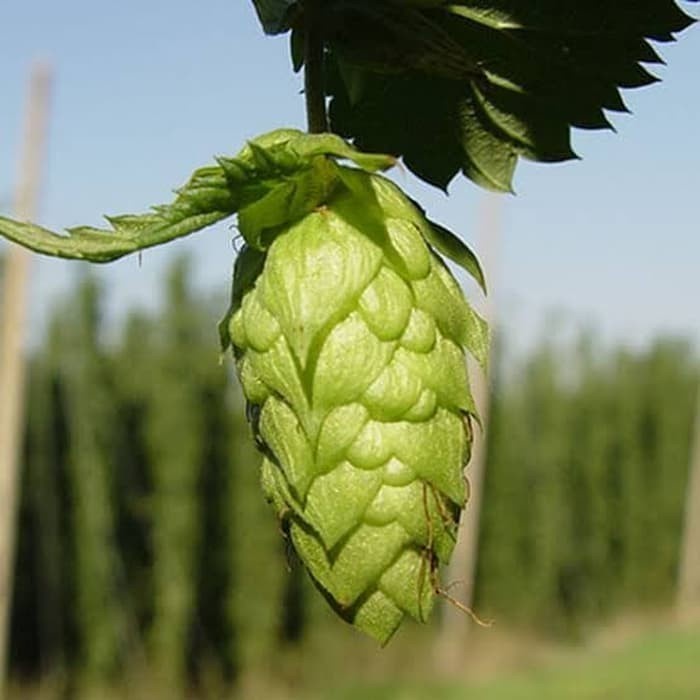 

Imatton hops pellet home brew beer Hüll Melon