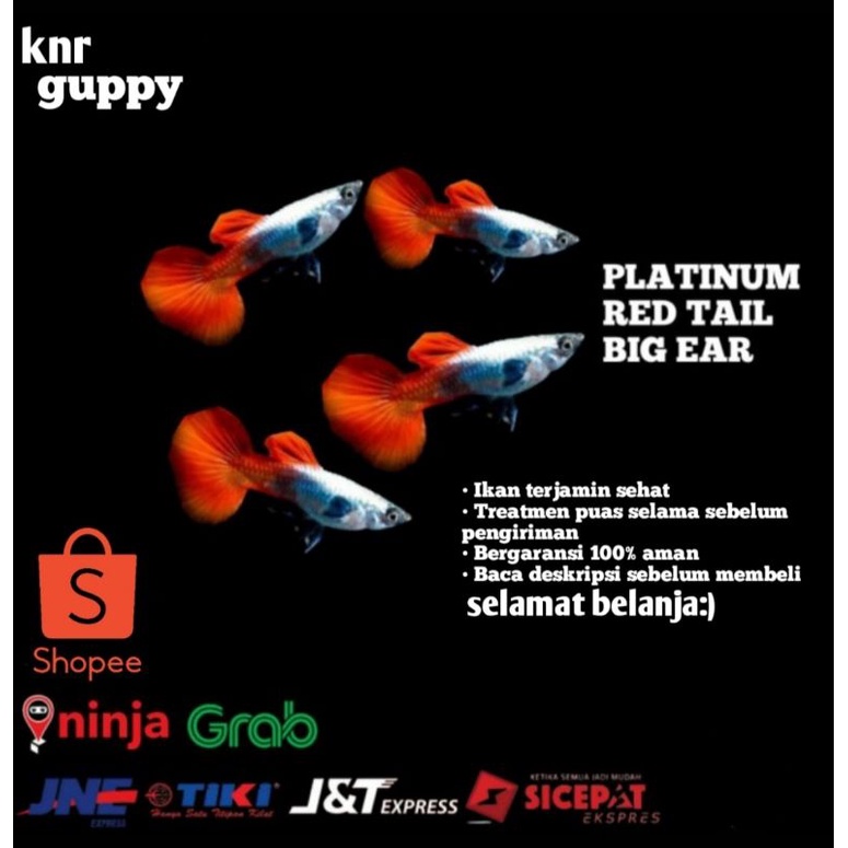 guppy prtde 5 pasang