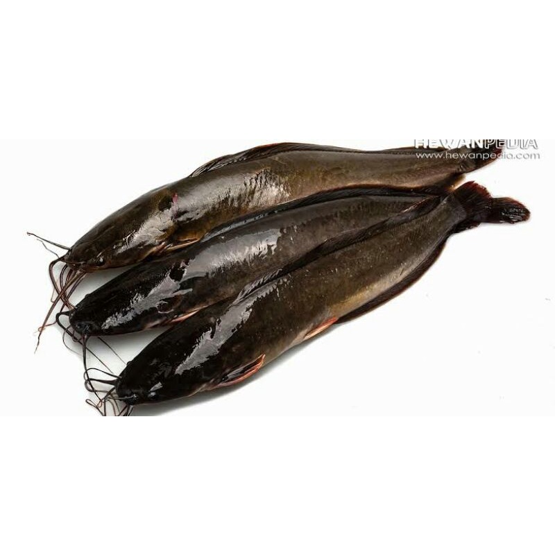 

ikan lele 500gr