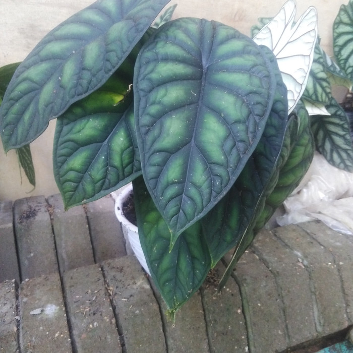 Keladi tengkorak hijau, alokasia dragon scale dewasa