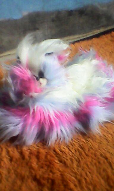 Tempat Tissue Motif Kucing