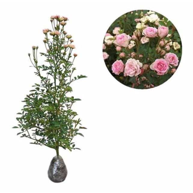 Bibit Tanaman Hias Bunga Mawar Mini Baby Rose ( Mawar Barbie ) Pink Murah