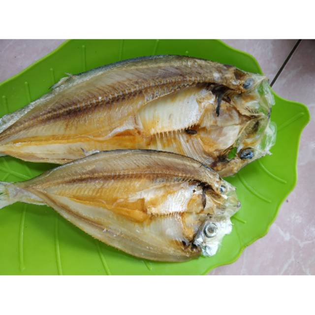 

Ikan kuer kek pangandaran