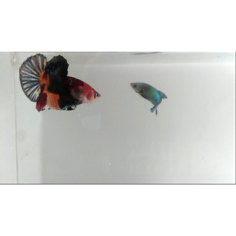 cupang line nemo cooper startail